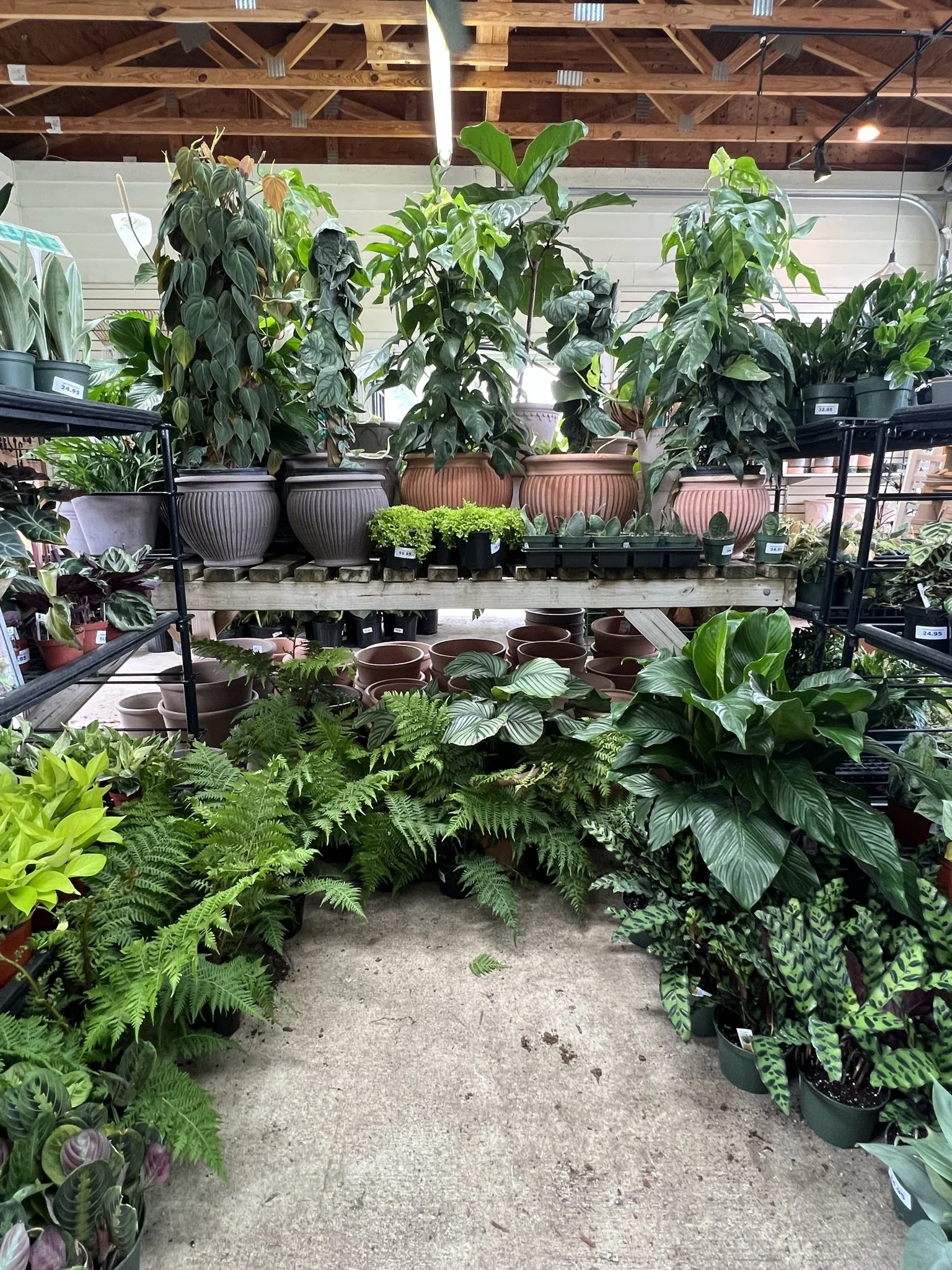 Houseplants | Baltimore City's Premier Garden Center — Green